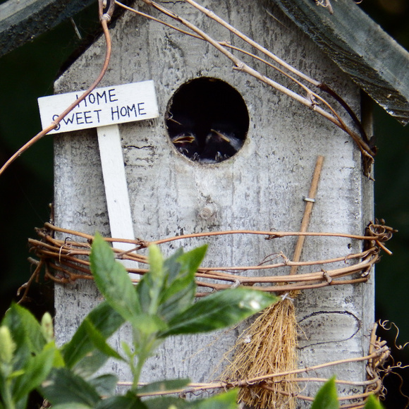 ~ Home is where you build your nest ~ - Picture 3 of 5